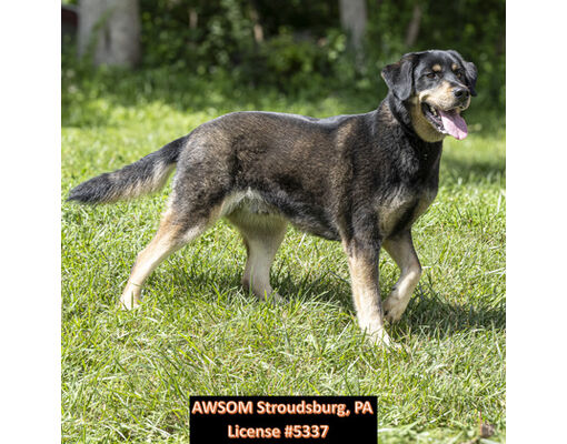 Stroudsburg, PA Golden Retriever/German Shepherd Dog. Meet Mocha a