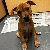 adopt a pet