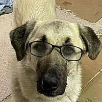 adopt a pet