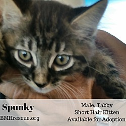 Thumbnail photo of Spunky #1