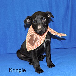Thumbnail photo of Kringle #2
