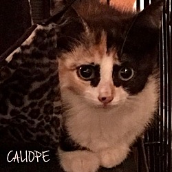 Thumbnail photo of Calliope #3