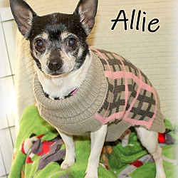 Thumbnail photo of Allie~adopted! #1