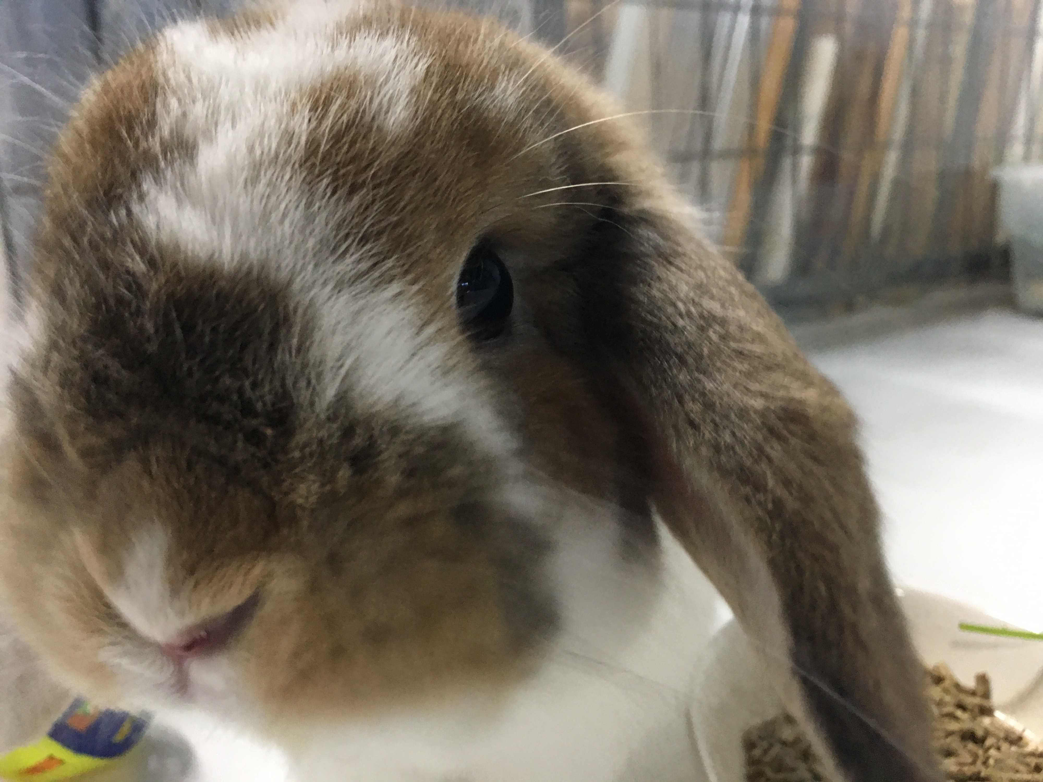 Adopt Luke a Fawn Lop, Holland / Mixed (short coat) rabbit in ...