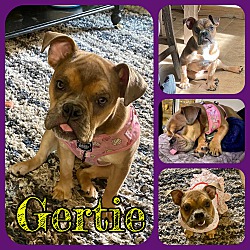 Photo of Gertie
