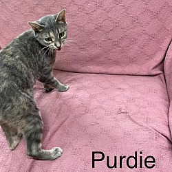 Thumbnail photo of Purdie #3