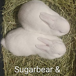 Thumbnail photo of Sugarbear & Sugarfoot #2