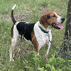 Manchester, TN - Treeing Walker Coonhound. Meet Danny a Pet for ...