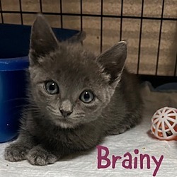 Photo of Brainy