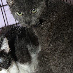 Thumbnail photo of Smokey (Neutered) #2