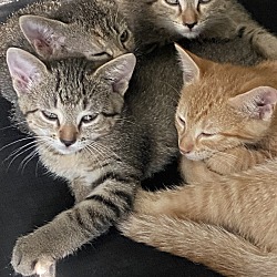 Thumbnail photo of Peanut, Butter, Jelly, Haley, and Buttons #1