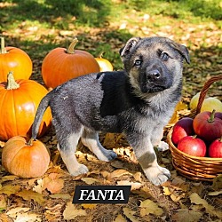 Thumbnail photo of Fanta #1