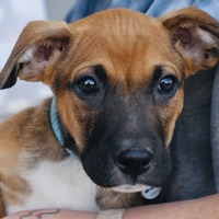 adopt-pet