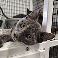 adopt a pet
