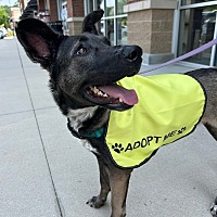 adopt a pet