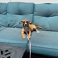 adopt a pet