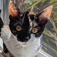 adopt a pet