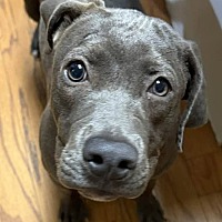 BLUEBELL - Pit Bull Terrier / Labrador Retriever available for adoption