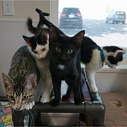 Thumbnail photo of Kittens - $81 #1