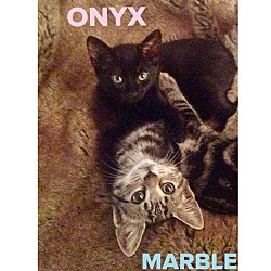 Thumbnail photo of Onyx #3