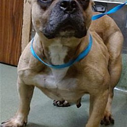 Photo of PETUNIA