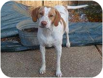 Brittany German Shorthair Mix Goldenacresdogs Com