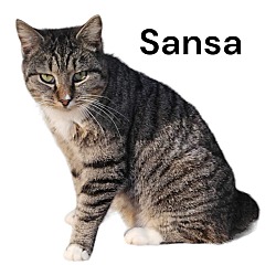 Photo of Sansa