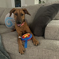 adopt a pet