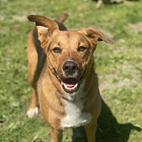 adopt a pet