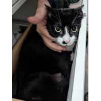 adopt-pet
