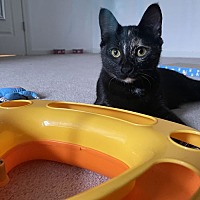adopt a pet