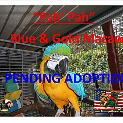 Thumbnail photo of Pah Pah Pending Adoption #4