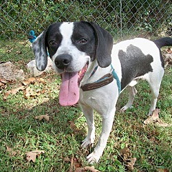 Thumbnail photo of RODEO - Adopt/Foster #1