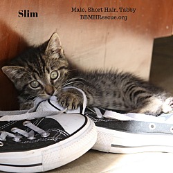 Thumbnail photo of Slim #3