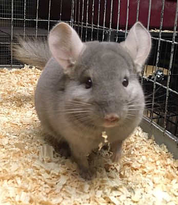 Tan white chinchilla cheap