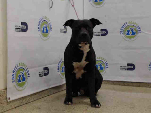 Doral Fl American Bulldog Meet Hercules A Pet For Adoption