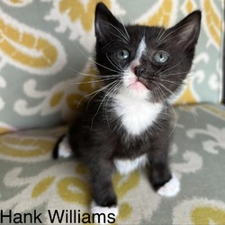Photo of Hank Williams