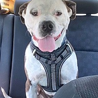 adopt a pet