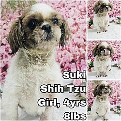 Photo of Suki from Korea