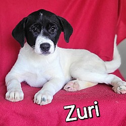 Thumbnail photo of Zuri #2