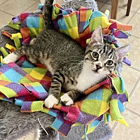 adopt a pet