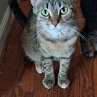 APRIL - Domestic Shorthair available for adoption