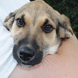 Thumbnail photo of Rayna, shep hound beauty! #3