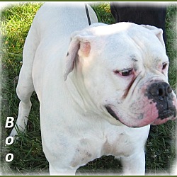 Thumbnail photo of Boo #1