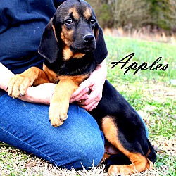 Thumbnail photo of Apples~adopted! #1