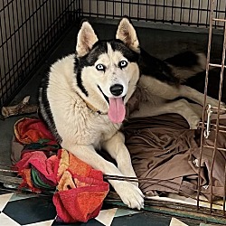 Photo of Kira