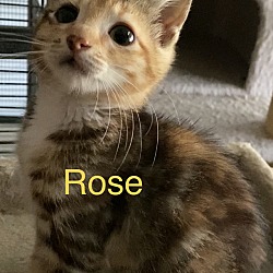 Photo of Rose