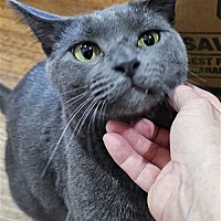 adopt a pet