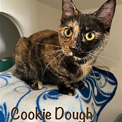 Photo of Cookie Dough (Lucky Paw)