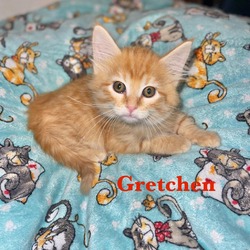 Thumbnail photo of Gretchen #3